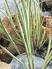 Acorus calamus´Variegatus´