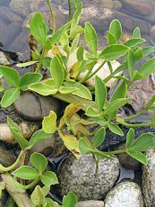 Menyanthes trifoliata