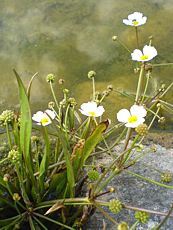 Baldellia ranunculoides