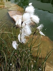 Eriophorum angustifolium