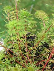 Myriophyllum verticillatum