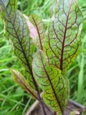 Rumex sanquinea