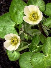 Caltha palustris´Albiflora´