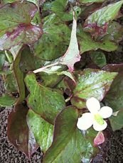 Houtuynia cordata