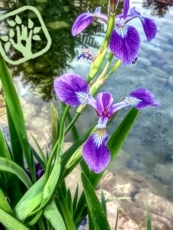 Iris versicolor