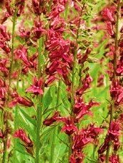 Lobelia cardinalis