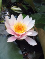 Nymphaea hybrida ´Lusitania´