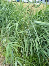 Phragmites australis 