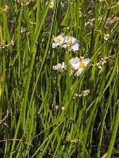 Sagittaria graminea