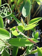 Thalia dealbata