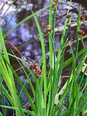 Juncus ensifolius