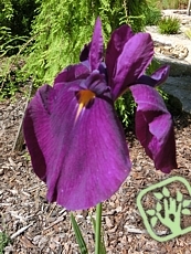 Iris kaempferi