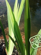 Iris pseudacorus´Variegata´