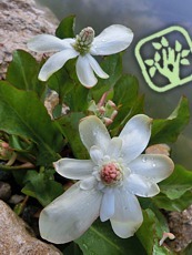 Anemopsis californica