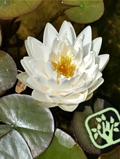 Nymphaea alba ´Gonnere´