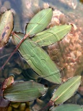 Potamogeton natans