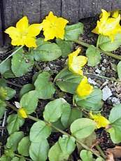 Lysimachia numularia